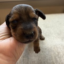 Jack - Red male Dachshund puppy in Delta, Utah from Dix n’ Dot Dachshunds