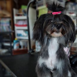 Companion Crosses, Havanese, Mal-Shis, Maltese, Maltipoos, Morkies, and Shih Tzus from Seeking Shalom Acres Maltese, Maltipoos & Havamalts