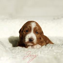 Goldendoodle Puppies from Blissful Doodles