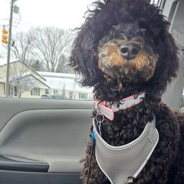 Bernedoodles from Boverdogs