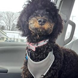 Bernedoodles from Boverdogs