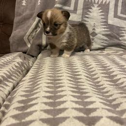 Minnow - Red female Pembroke Welsh Corgi puppy in Maupin, Oregon from Bailey Nannini