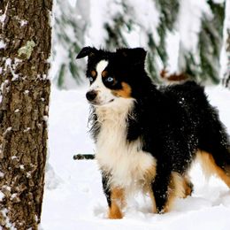 Doc - Miniature American Shepherd