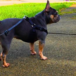 Leia - French Bulldog