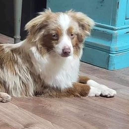 Dallas - Toy Australian Shepherd