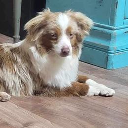 Dallas - Toy Australian Shepherd