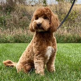 Poppy - Goldendoodle