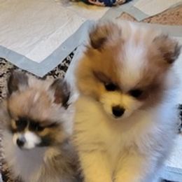 Pomeranians from Willis House