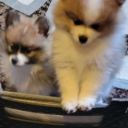 Pomeranians from Willis House