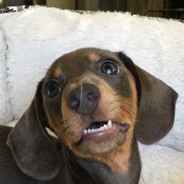 Dachshund Puppies from Bridge Creek Dachshunds