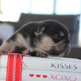Chocolate boy - Tricolors male French Bulldog puppy in Piedmont, Oklahoma from 5A Frenchies