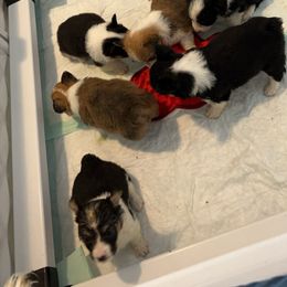 Pembroke Welsh Corgi Puppies from Alegandra’s Pembroke Welsh Corgis