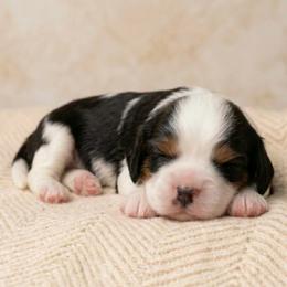 Blossom - Tri-color female Cavalier King Charles Spaniel puppy in Katy, Texas from True Heart Cavaliers llc