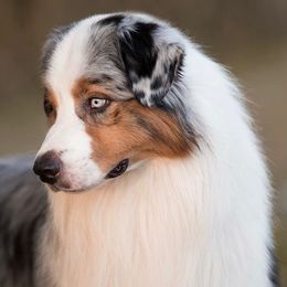 Australian Shepherd Puppies from Imagine Australian Shepherds