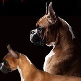 Trixie - Boxer