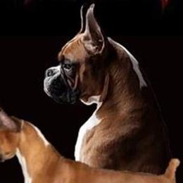 Trixie - Boxer