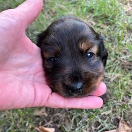 Dachshunds from Mary's Dachshunds