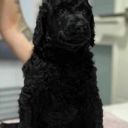 Poodle Puppies from Bardsong Standard Poodles