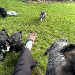 Miniature Schnauzer Puppies from Chantel's Miniature Schnauzers