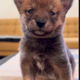 Girl 2 - Sesame female Shiba Inu puppy in Wildomar, California from Almond & Sesame