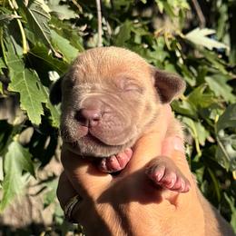 Serafina - Lime Green Collar (Lilac) - Chocolate female Great Dane puppy in Morton, Illinois from That Gurl K9s