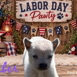 Ember - Red mottled female Australian Cattle Dog puppy in Oronogo, Missouri from Dutton's Show Me Farms