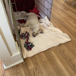 Labrador Retriever Puppies from Willow Kane Farm