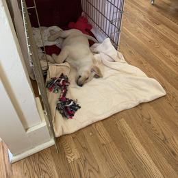 Labrador Retriever Puppies from Willow Kane Farm
