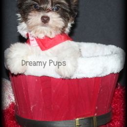 AKC Biro Biewer Orbit - Chocolate tan and white male Biewer Terrier puppy in Kennesaw, Georgia from Dreamy Pups