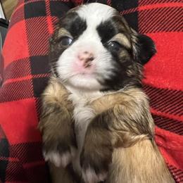 Lavender - Luna Bell - Brindle and white female Shih Tzu puppy in Mays Landing, New Jersey from Fancy Paws Shorkies & Shih Tzus