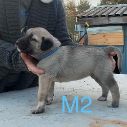 Male 2 - Fawn male Anatolian Shepherd Dog puppy in Daggett, Michigan from T&S Anatolians