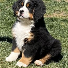 Bernese Mountain Dogs from Indianland Mountain Dogs