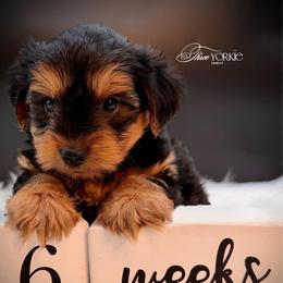 Standard Boy - Black and tan male Yorkshire Terrier puppy in Machesney Park, Illinois from Three Yorkie Family