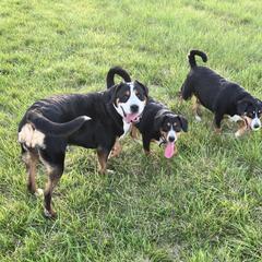 Entlebucher Mountain Dog Puppies from Ironclad