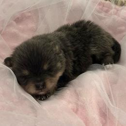 Stella - Blue and tan female Pomeranian puppy in Lyons, Georgia from Its a Poms Life Kennel