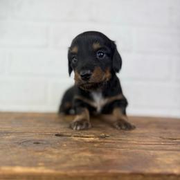 Frost - Black and tan male Dachshund puppy in Squires, Missouri from Hudson’s Hounds