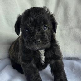 Monica ( Purple collar) - Black and white female Schnoodle puppy in Novinger, Missouri from Stormi Sky Schnoodles
