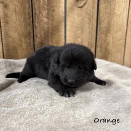 Orange HC - Black male German Shepherd puppy in Terra Alta, West Virginia from Shepherd Country Farm and Kennels