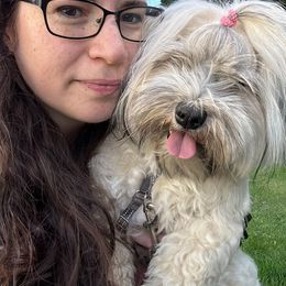 Bella - Havanese