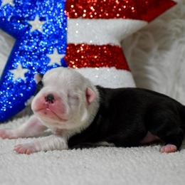 Rocket - Black and white male Boston Terrier puppy in Gober, Texas from Trigger Time Kennels