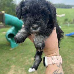 Pearl Girl - Black and silver female Miniature Schnauzer puppy in Floyd, Virginia from Little River Puppies