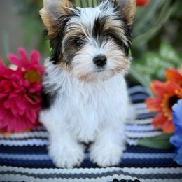 2 - Black tan and white female Biewer Terrier puppy in Lathrop, California from Forever Charmed