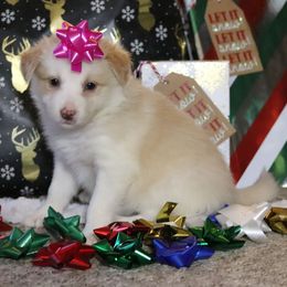 Sierra - Gold female Border Collie puppy in Richmond, Maine from Lil Maine Border Collies