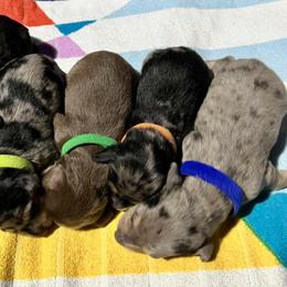 Dachshund Puppies from GypsyDox