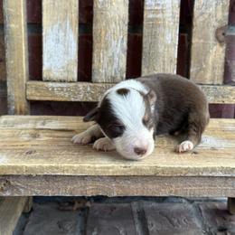 RTM1 - Red tri male Miniature Australian Shepherd puppy in Lexington, Nebraska from Osborne's Aussies