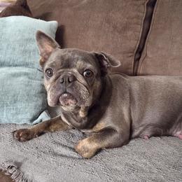 Willow - French Bulldog