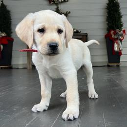 Red Collar - Yellow male Labrador Retriever puppy in Husser, Louisiana from Kristen