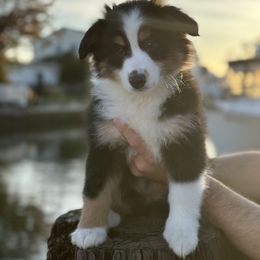 Miniature Australian Shepherd Puppies from All That Auss Mini Aussies