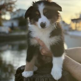 Miniature Australian Shepherd Puppies from All That Auss Mini Aussies