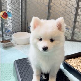 Freddy - White male Pomsky puppy in Long Grove, Illinois from Windy City Pomsky